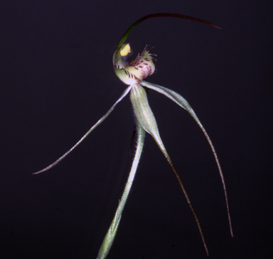 APII jpeg image of Caladenia helvina  © contact APII