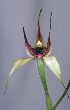 APII jpeg image of Caladenia macrostylis  © contact APII