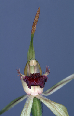 APII jpeg image of Caladenia magniclavata  © contact APII