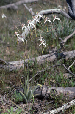 APII jpeg image of Caladenia longicauda  © contact APII