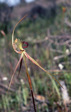 APII jpeg image of Caladenia radiata  © contact APII