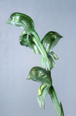 APII jpeg image of Pterostylis chlorogramma  © contact APII