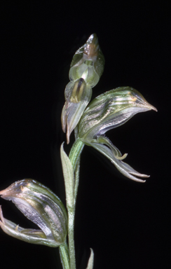 APII jpeg image of Pterostylis chlorogramma  © contact APII