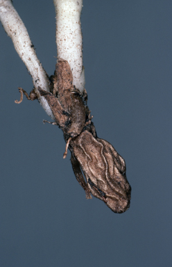 APII jpeg image of Burnettia cuneata  © contact APII