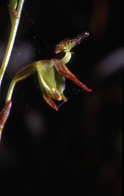 APII jpeg image of Caleana minor  © contact APII