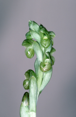 APII jpeg image of Pterostylis wapstrarum  © contact APII