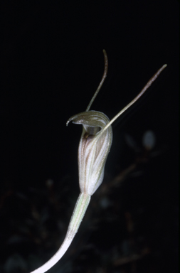 APII jpeg image of Pterostylis nana  © contact APII