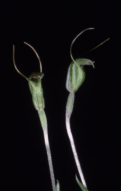 APII jpeg image of Pterostylis karri  © contact APII