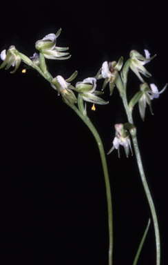 APII jpeg image of Prasophyllum parvifolium  © contact APII