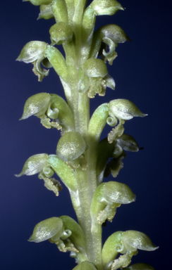 APII jpeg image of Microtis alba  © contact APII