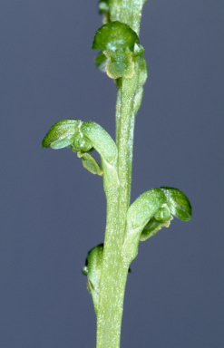 APII jpeg image of Microtis magnadenia  © contact APII