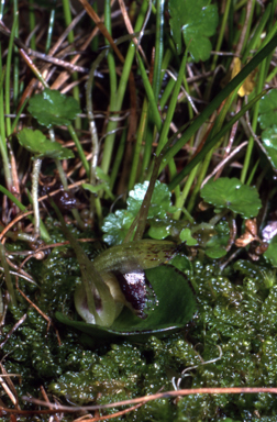 APII jpeg image of Corybas dienemus  © contact APII