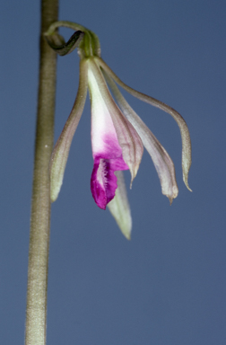 APII jpeg image of Nervilia holochila  © contact APII