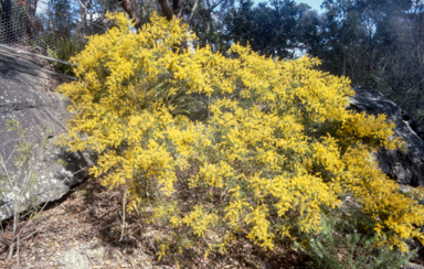 APII jpeg image of Acacia cardiophylla  © contact APII
