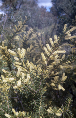 APII jpeg image of Acacia oxycedrus  © contact APII