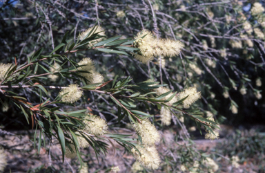 APII jpeg image of Callistemon shiressii  © contact APII