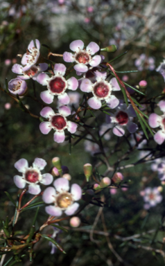 APII jpeg image of Chamelaucium uncinatum  © contact APII