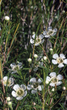 APII jpeg image of Chamelaucium uncinatum  © contact APII