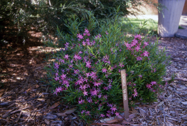 APII jpeg image of Crowea saligna  © contact APII