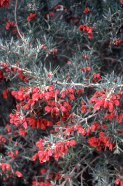 APII jpeg image of Grevillea 'Poorinda Illumina'  © contact APII