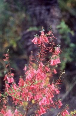 APII jpeg image of Epacris impressa  © contact APII