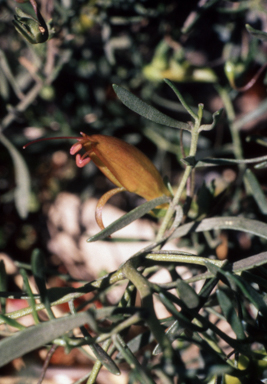 APII jpeg image of Eremophila decipiens  © contact APII