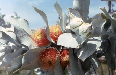 APII jpeg image of Eucalyptus macrocarpa  © contact APII
