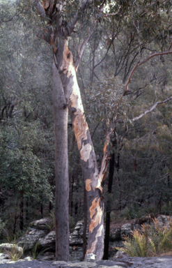 APII jpeg image of Eucalyptus punctata  © contact APII