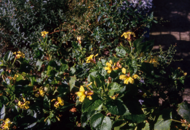 APII jpeg image of Goodenia grandiflora  © contact APII