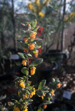 APII jpeg image of Grevillea drummondi  © contact APII