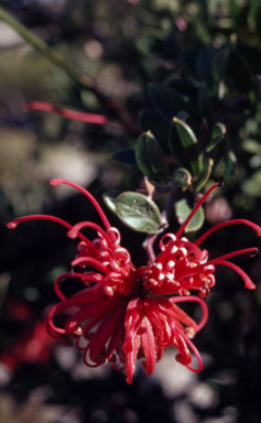 APII jpeg image of Grevillea speciosa  © contact APII