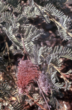 APII jpeg image of Grevillea thyrsoides  © contact APII