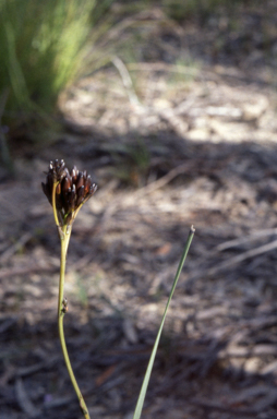APII jpeg image of Haemodorum planifolium  © contact APII