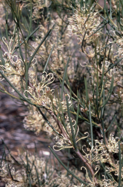 APII jpeg image of Hakea microcarpa  © contact APII