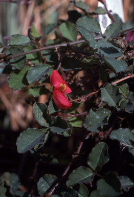 APII jpeg image of Kennedia prostrata  © contact APII