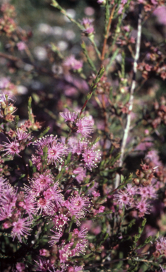 APII jpeg image of Kunzea opposita  © contact APII