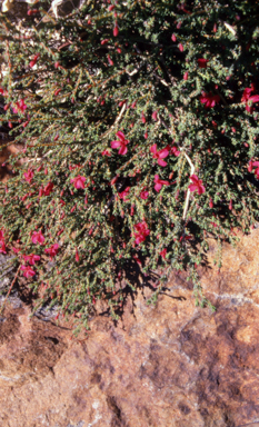 APII jpeg image of Lechenaultia formosa  © contact APII
