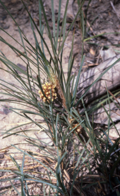 APII jpeg image of Lomandra confertifolia  © contact APII