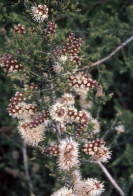 APII jpeg image of Melaleuca huegelii subsp. huegelii  © contact APII