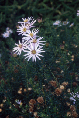 APII jpeg image of Olearia tenuifolia  © contact APII