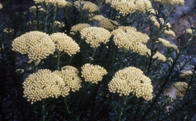 APII jpeg image of Ozothamnus adnatus  © contact APII