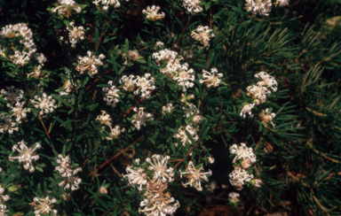 APII jpeg image of Pimelea linifolia  © contact APII