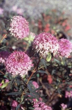APII jpeg image of Pimelea rosea  © contact APII