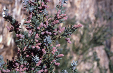 APII jpeg image of Podocarpus lawrencei  © contact APII