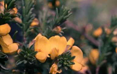 APII jpeg image of Pultenaea humilis  © contact APII