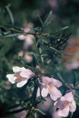 APII jpeg image of Westringia eremicola  © contact APII