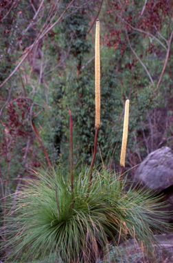 APII jpeg image of Xanthorrhoea australis  © contact APII