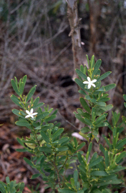 APII jpeg image of Philotheca myoporoides subsp. leichardtii  © contact APII