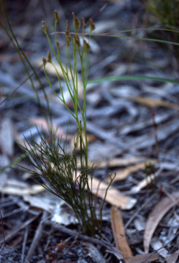 APII jpeg image of Schizaea bifida  © contact APII