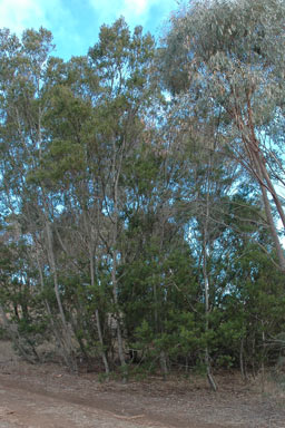 APII jpeg image of Acacia parramattensis  © contact APII